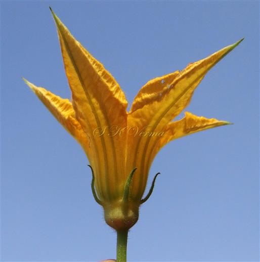  Male Flower